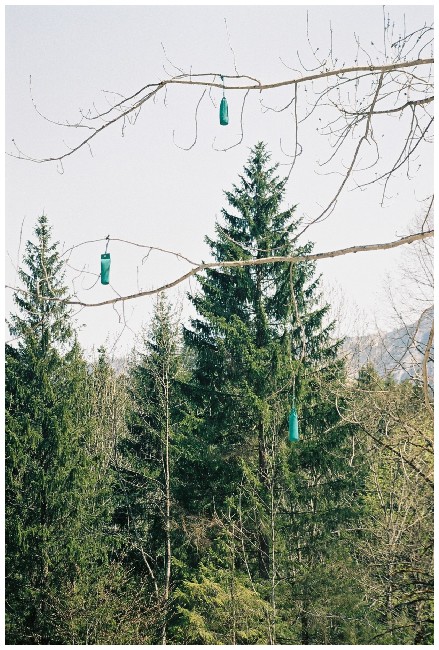 3502020A Werners Christmas-Tree