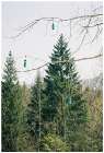 3502020A Werners Christmas-Tree