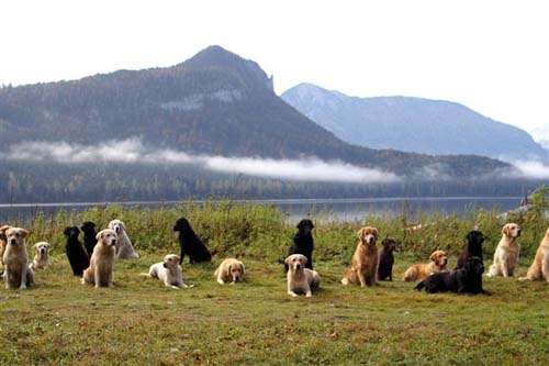 Die Welt gehört in Hundehände!