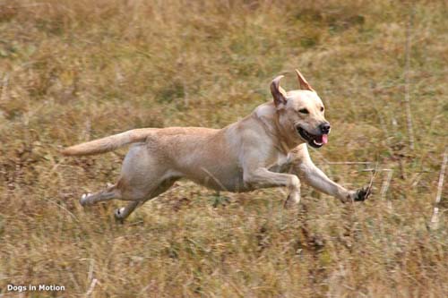Doberador oder Labramann