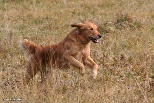 Dog in Motion