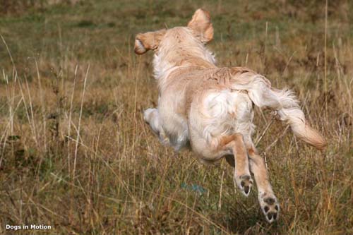 Lauf Hase, lauf