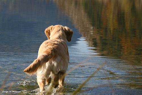 retriervers paradise
