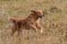 Dog in Motion