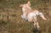 Lauf Hase, lauf