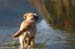 retriervers paradise